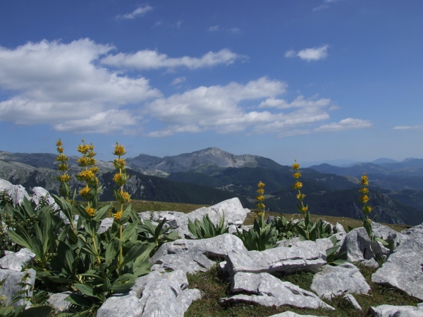 Fioriture in quota